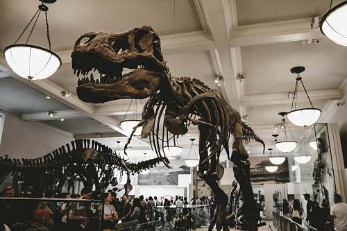 american museum of natural history people standing besides dinosaur skeletons new york